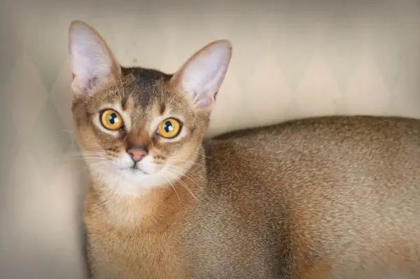 Belle femelle chat abyssinien rouge.