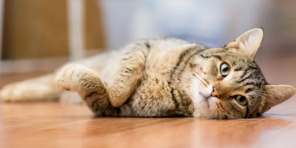 Gato mestizo adulto gris tirado en el suelo