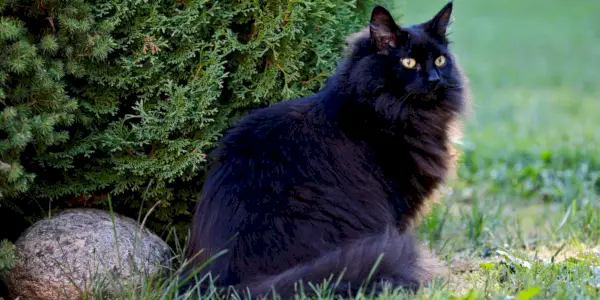 Enchanteur chat noir des Forêts Norvégiennes avec son pelage luxueux et son regard captivant, incarnant la race