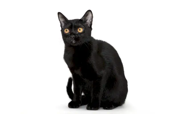 El elegante y cautivador gato Bombay negro, con su pelaje brillante y sus fascinantes ojos dorados, encarna la raza.