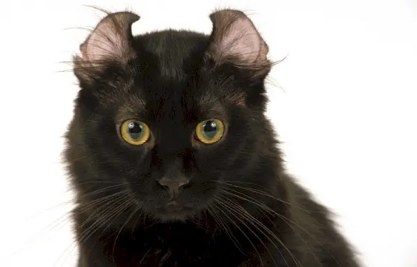 Image d'un chat American Curl, reconnu pour ses oreilles recourbées distinctives, à l'expression amicale et curieuse