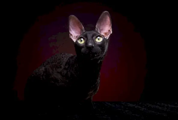 Cornish Rex-katt med sin karakteristiske bølgete pels og uttrykksfulle øyne, som fanger rasen