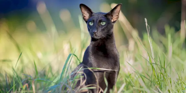 Elegante gato oriental negro de pelo corto, con su elegante constitución y sus cautivadores ojos almendrados, que representan la raza.