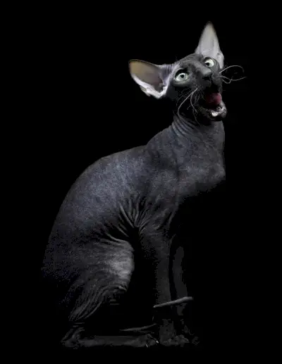 Gato Sphynx negro único con su apariencia sin pelo y piel aterciopelada, que muestra la raza