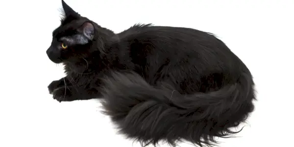 Majestuoso gato Maine Coon negro con su impresionante tamaño, orejas peludas y cola tupida