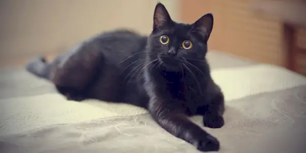 10 impresionantes razas de gatos negros que merecen un lugar en tu corazón