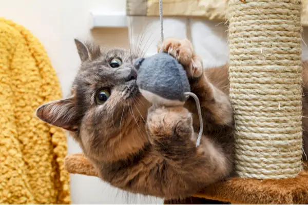 Chat écaille de tortue jouant