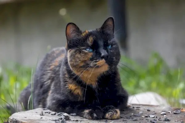 durée de vie d'un chat écaille de tortue