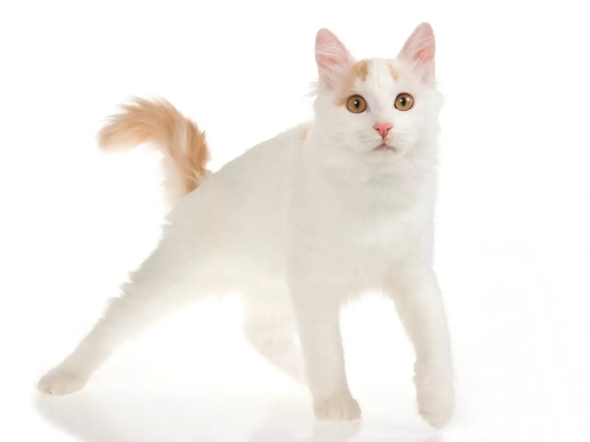 Turkish Van