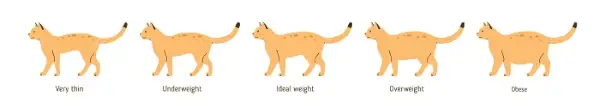 illustrasjon av Chonky cat Chart