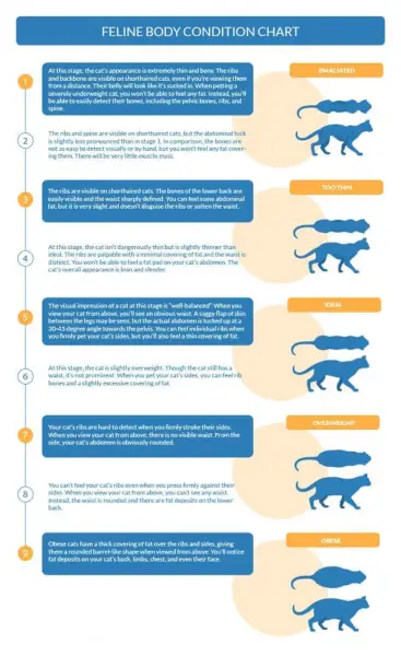 Illustrasjon av kattekroppstilstandsdiagram