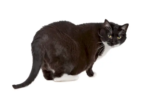 Co je to Chonky Cat?