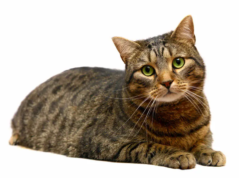 brown tabby cat