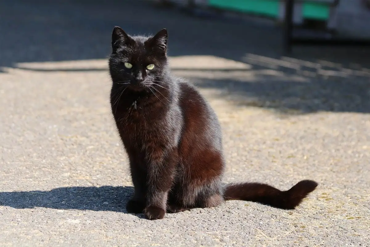 Why is my black cat