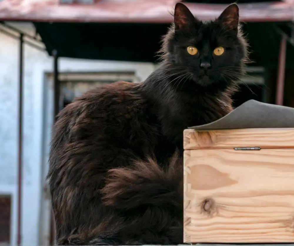 york chocolate cat breed