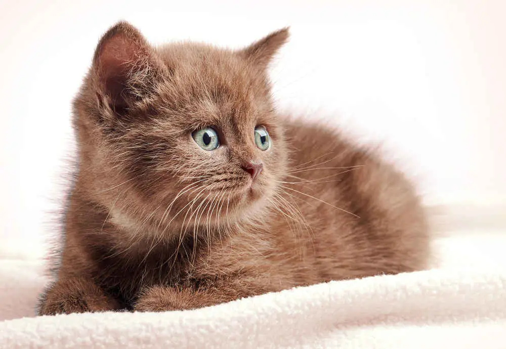Der er brune katte sjældne billeder af 11 brune katte