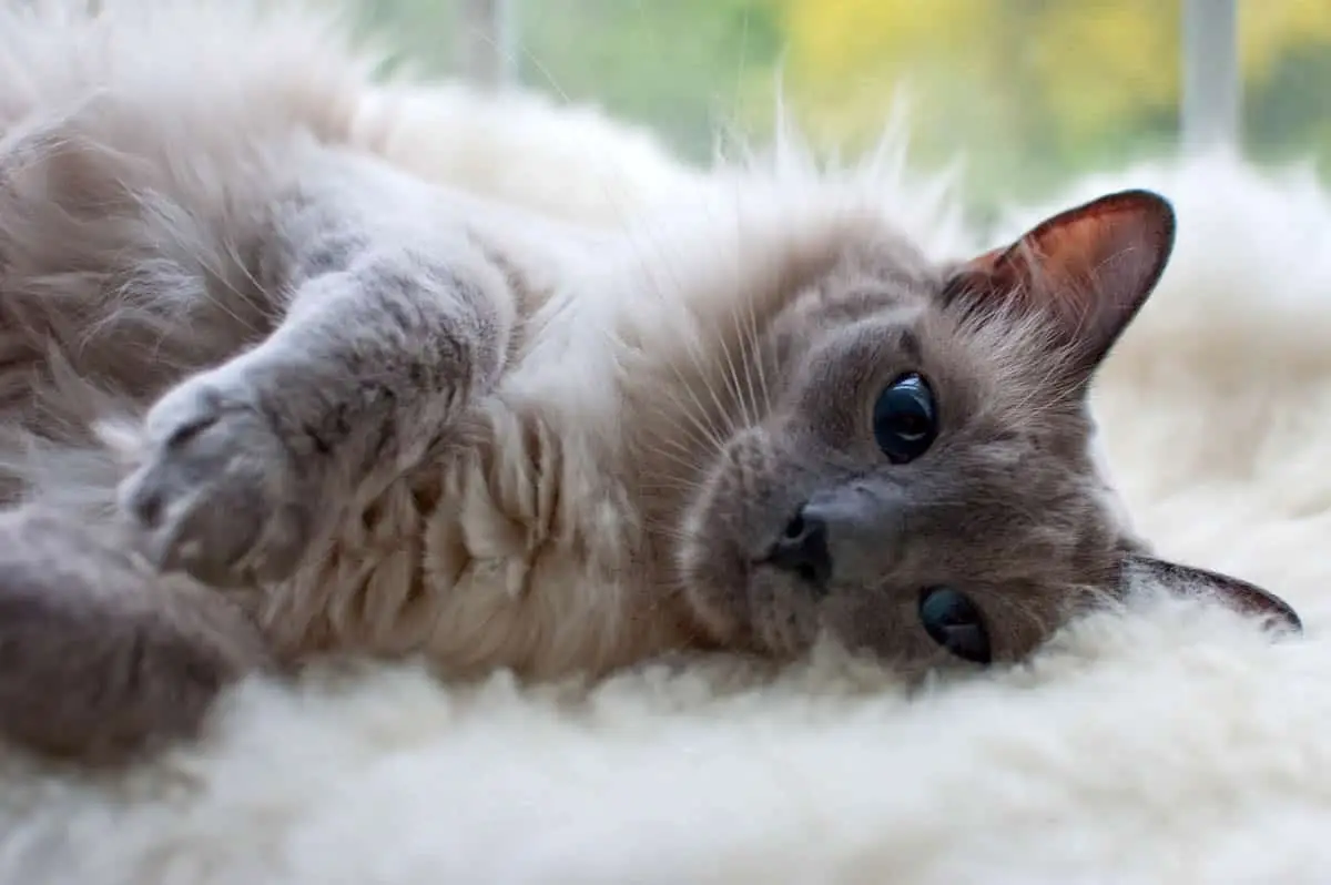 Balinese cat