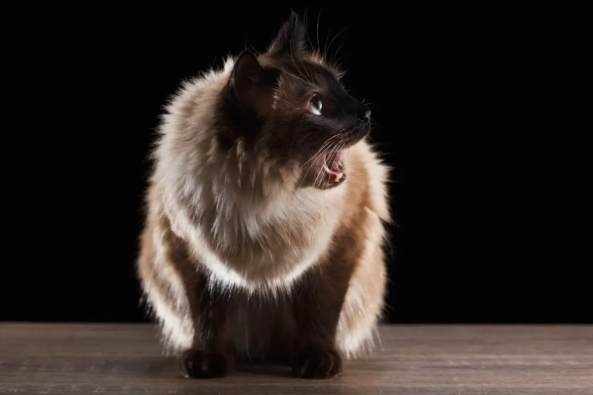 Balany Cat Cat Cat Cat Cat