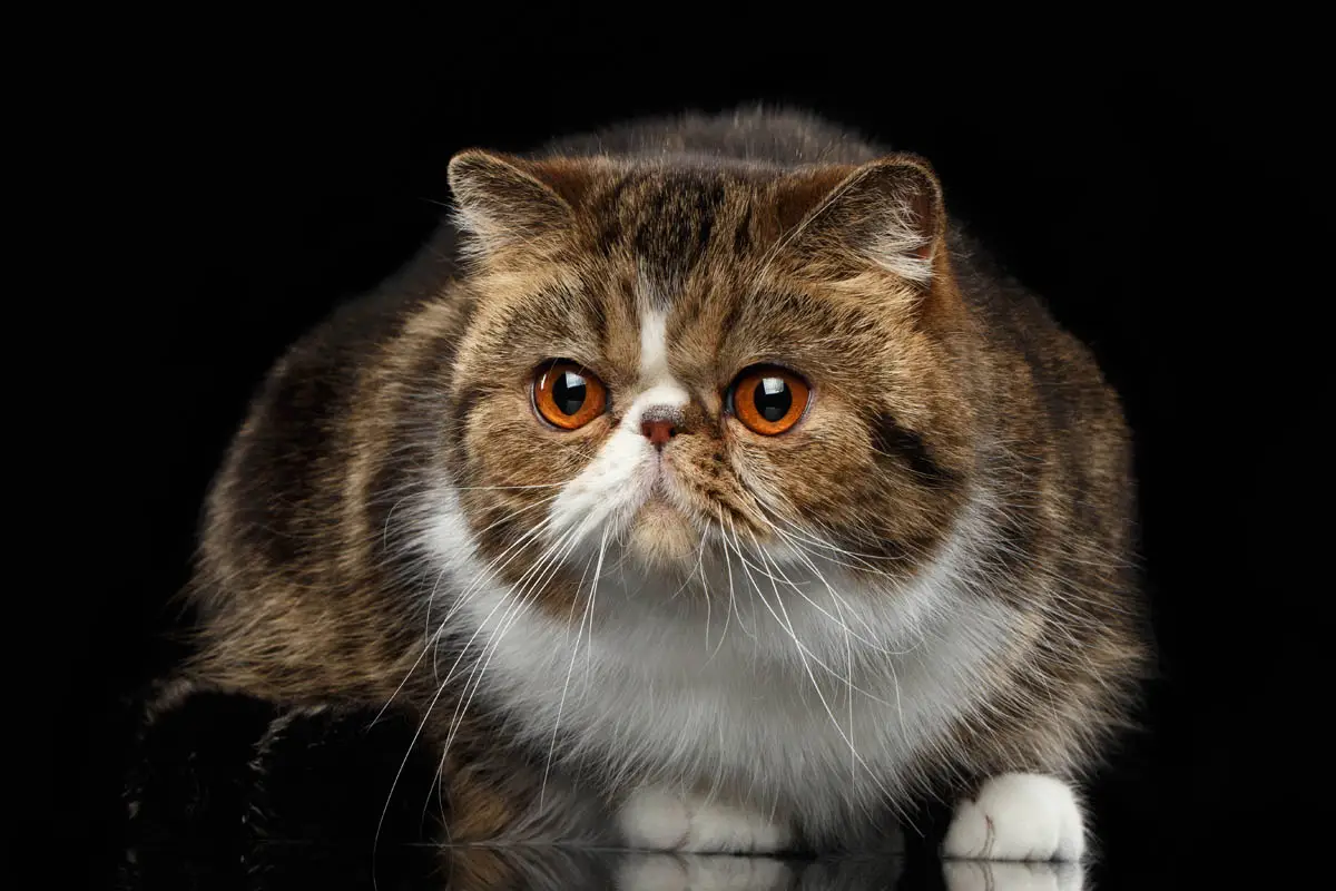 Exotic shorthair