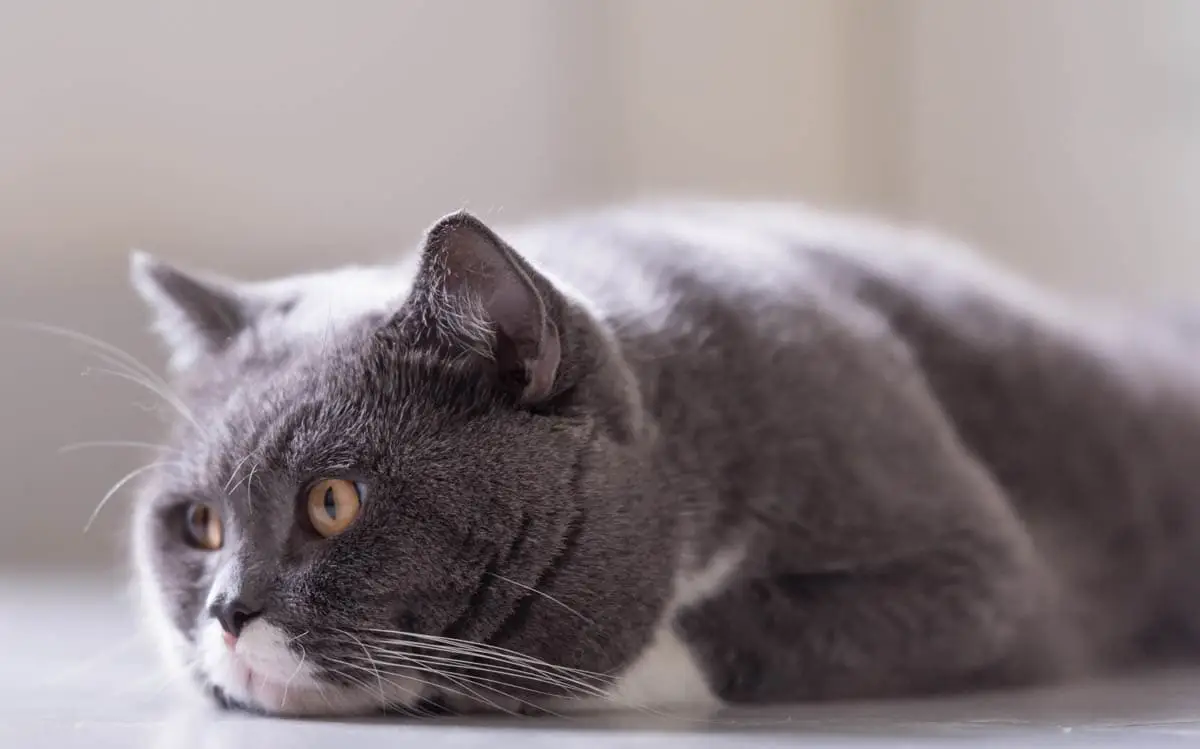 Grey and white British Shorthair