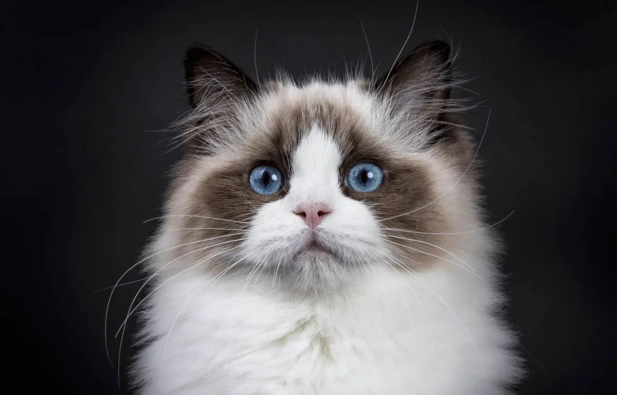 Ragdoll cat