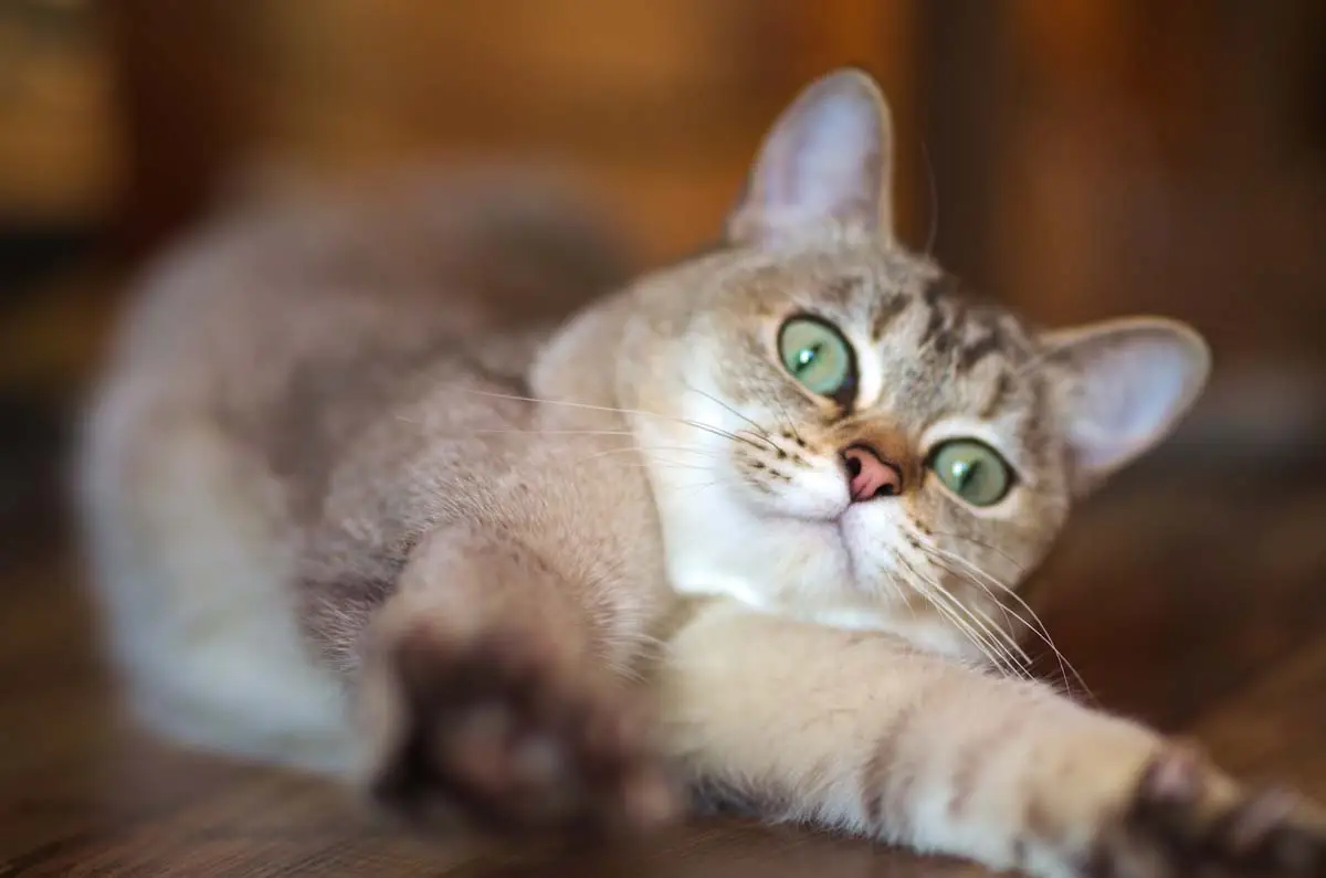Burmilla cat