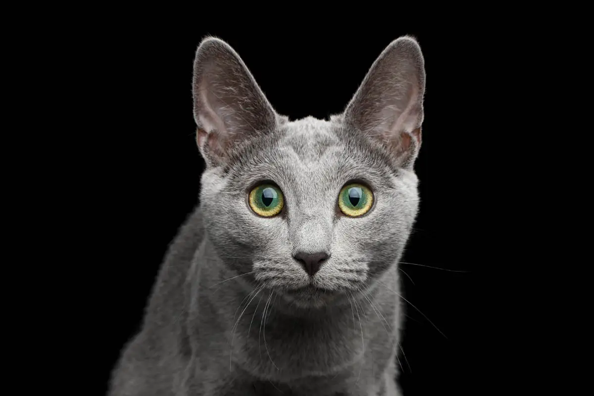Russian Blue 