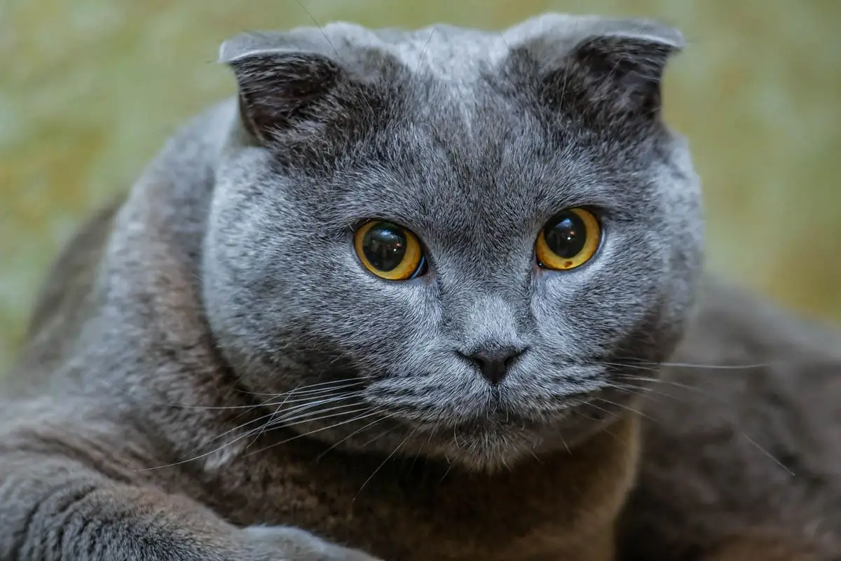 Scottish Fold