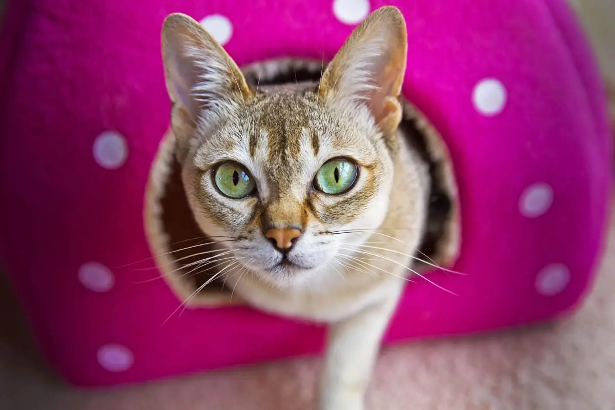 Singapura cat