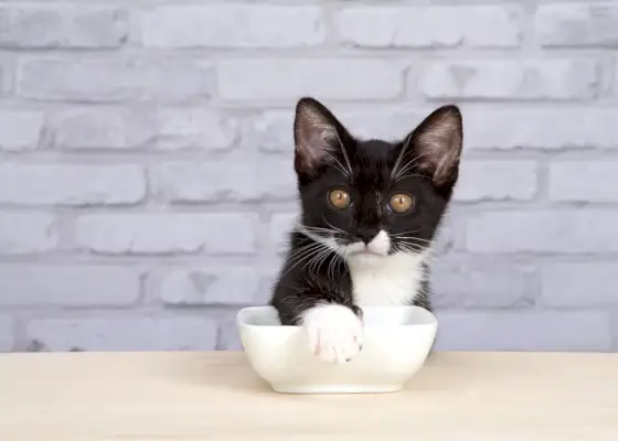 beyaz porselen yemek kasesini kaplayan smokin kedi yavrusu_