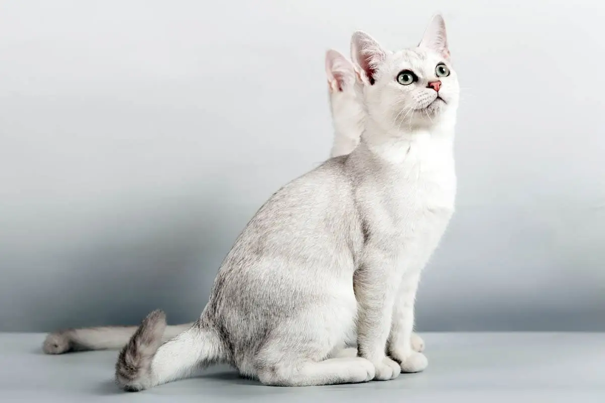 Burmilla cat