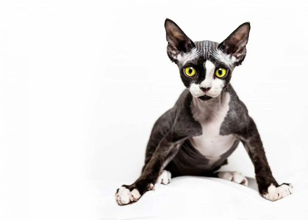 Tuxedo Devon Rex