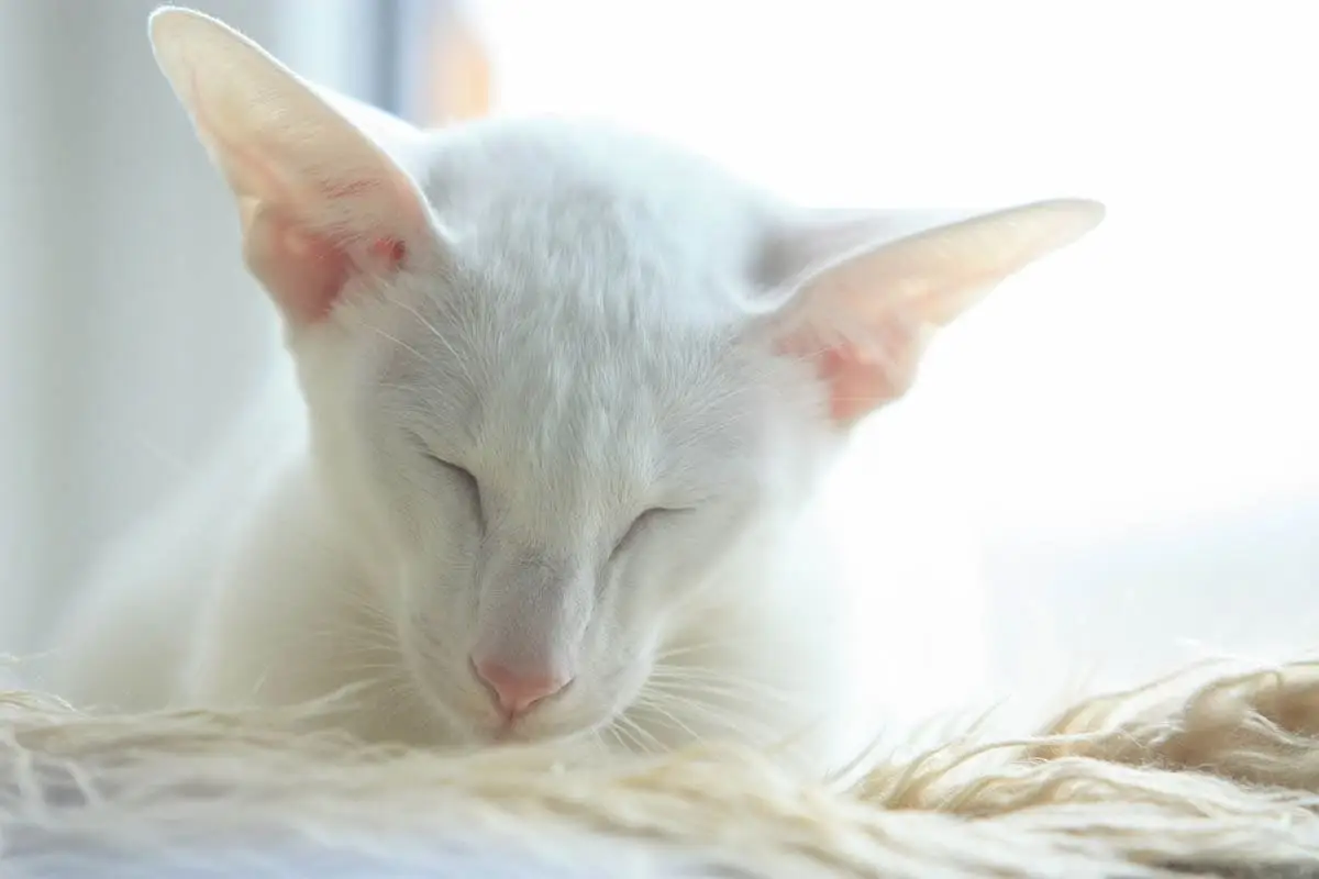 Foreign white cat