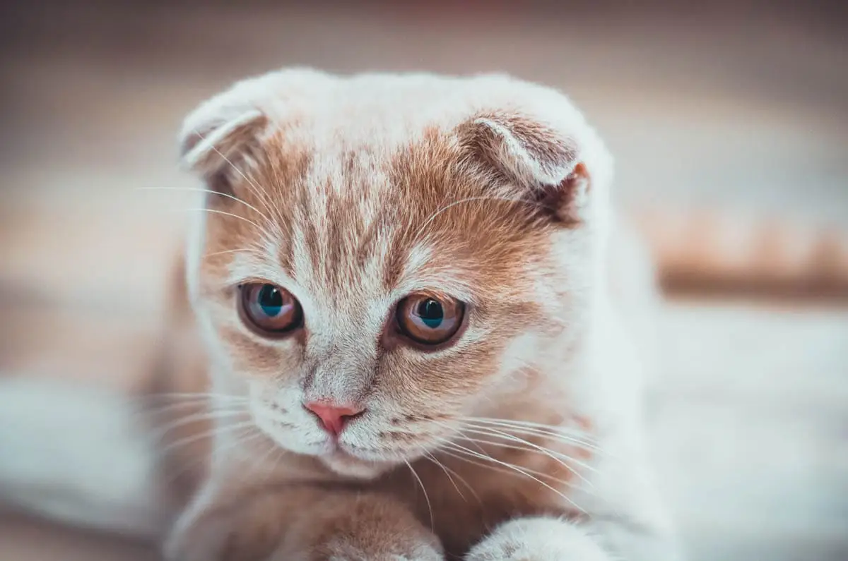Scottish Fold