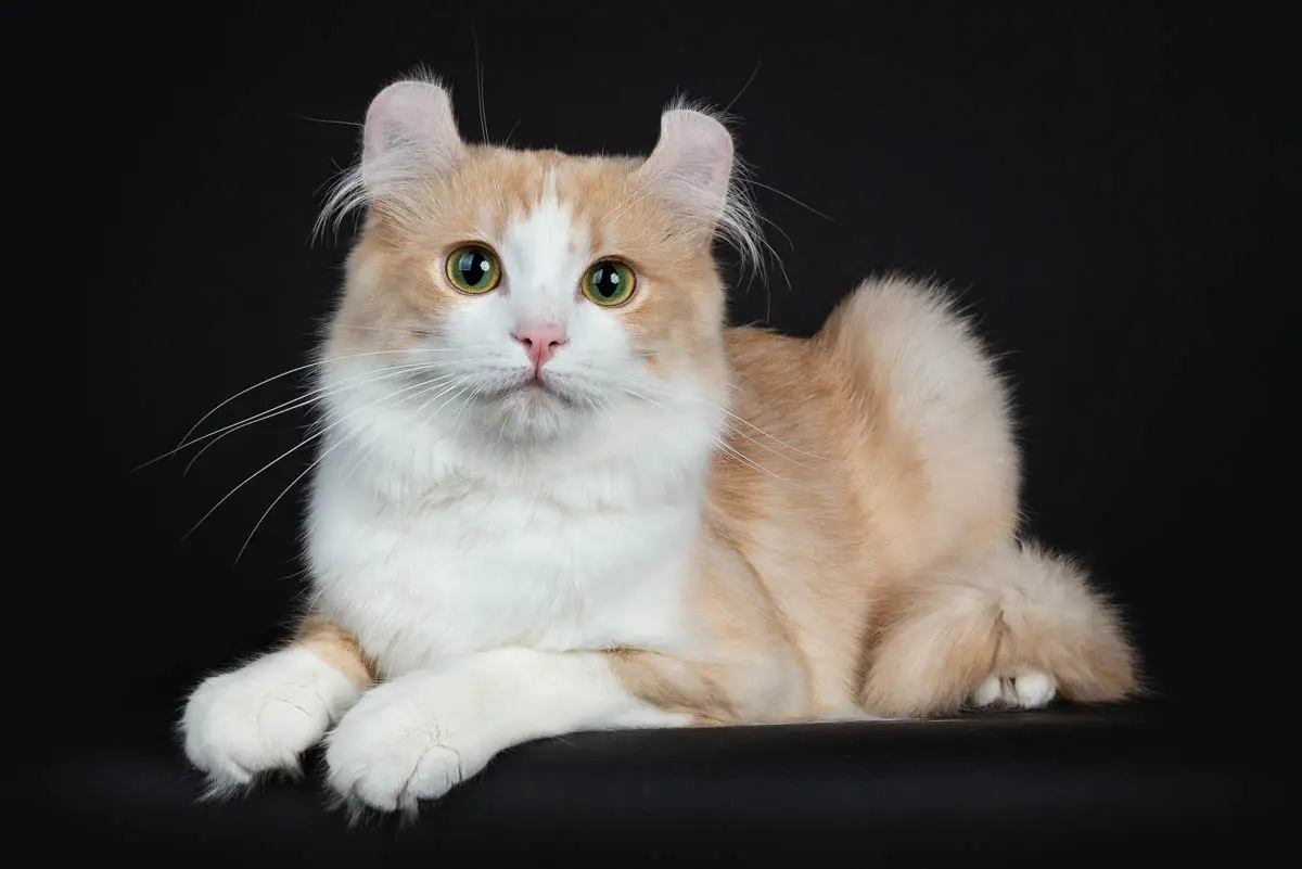 Cream and white American Curl
