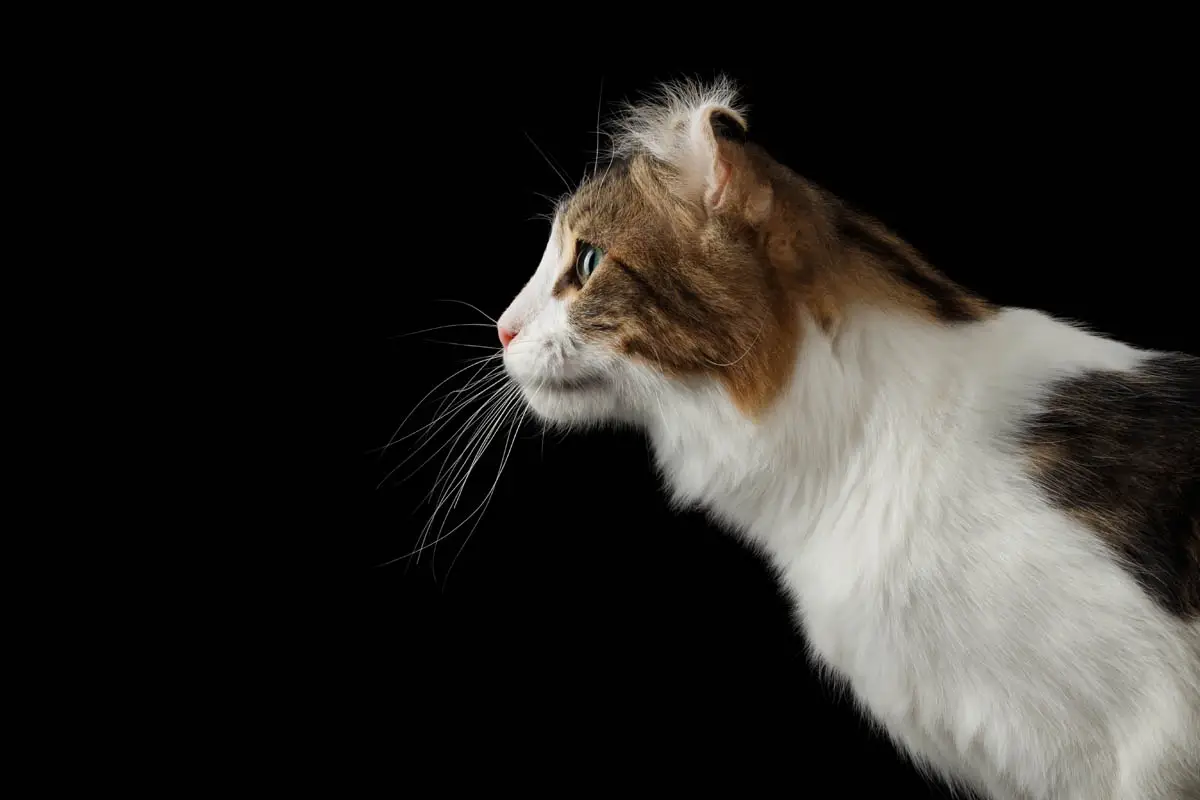 American Curl