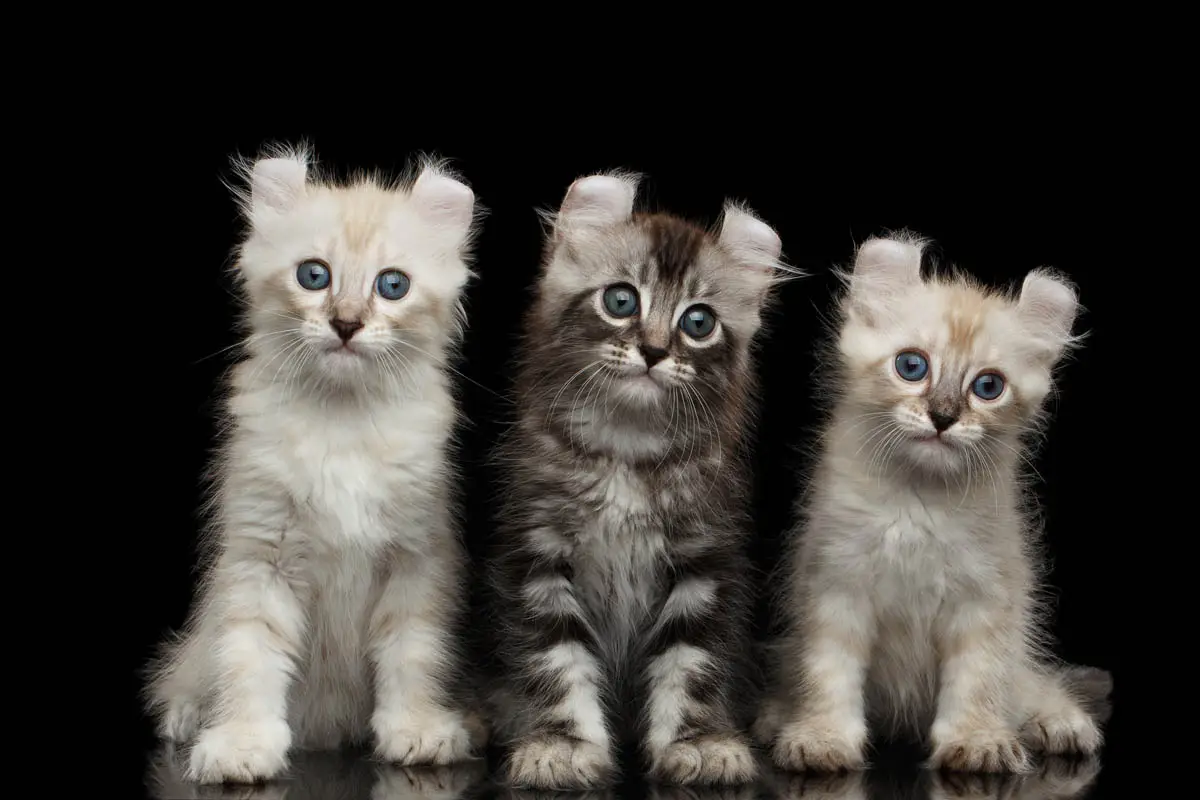 Three American Curl kittens