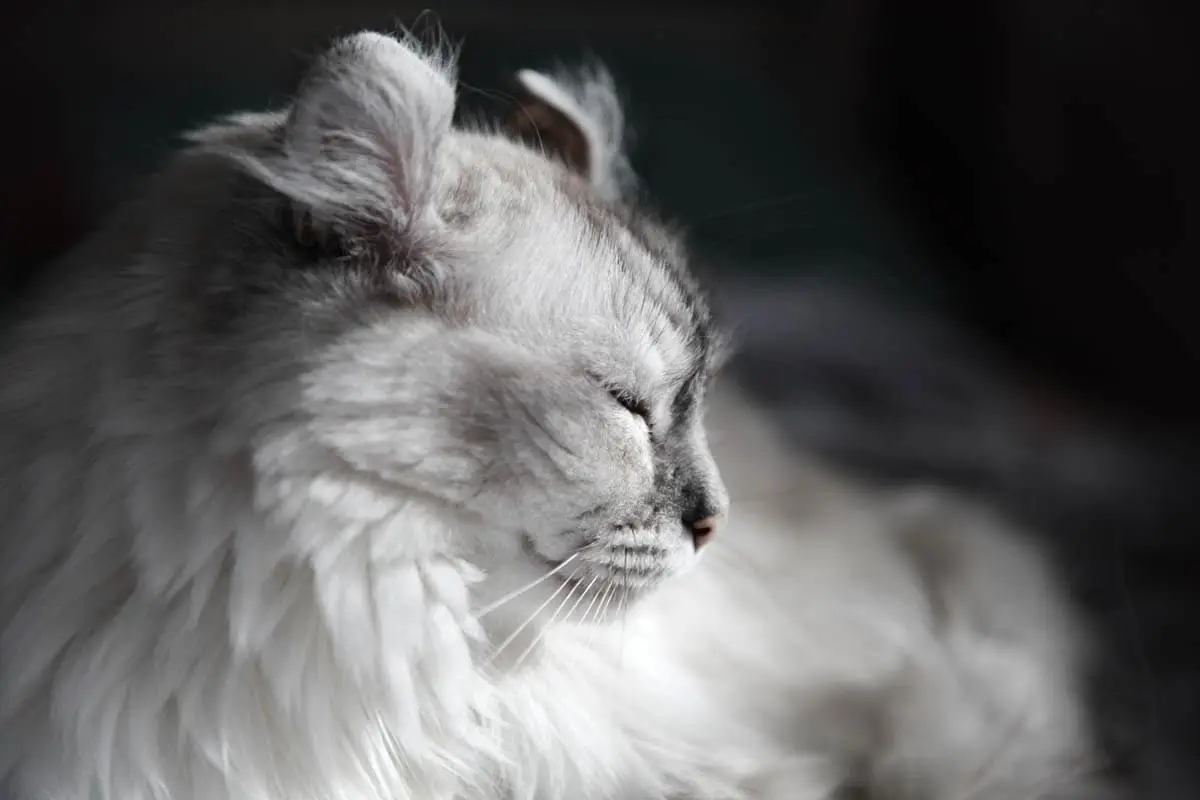 American Curl