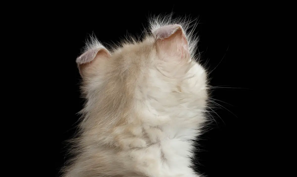 American Curl