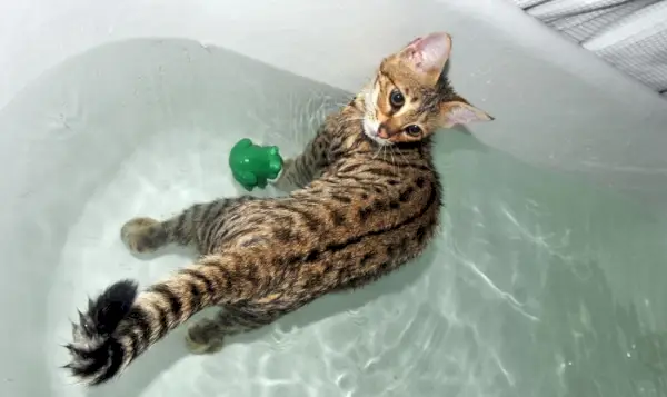 Savannah-Katze spielt im Wasser