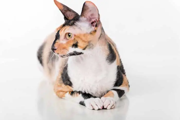 Cornish Rex