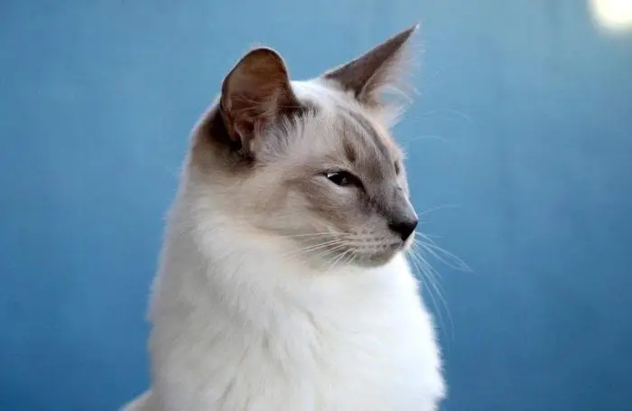 Balinese cat