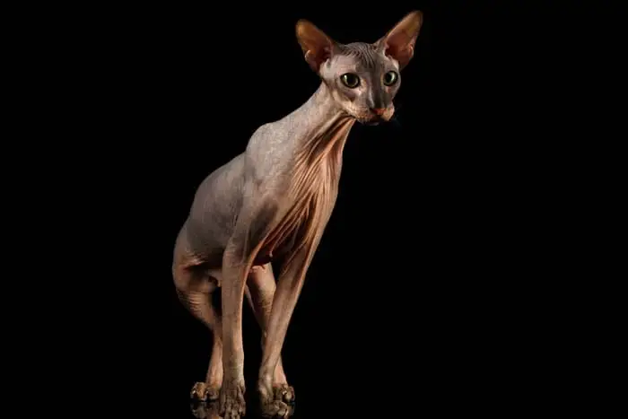 Peterbald cat