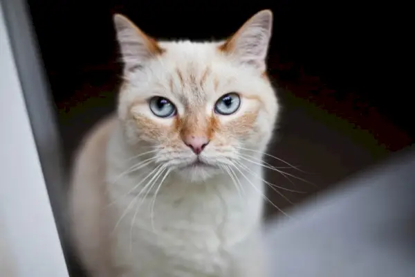 Flame Point Siamese katt på nära håll