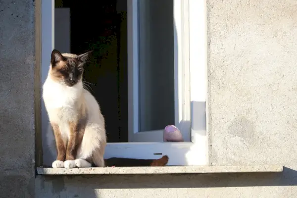 siames katt vid fönstret