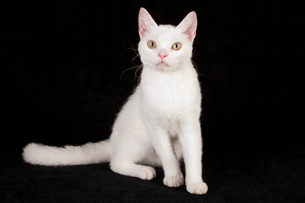 White American Wirehair