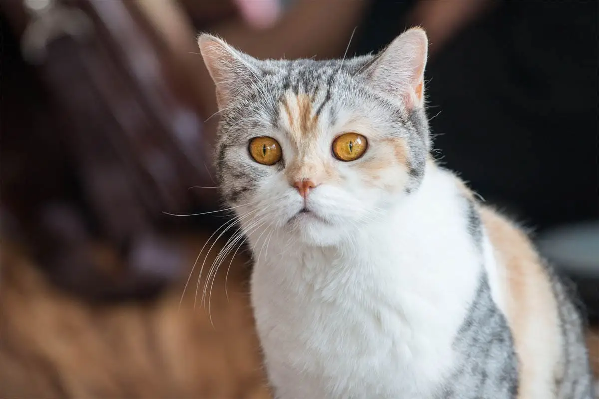 Profeelo American Wirehair