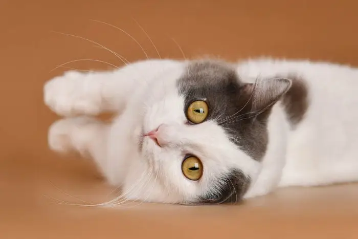 Blue and white munchkin cat lying on its side