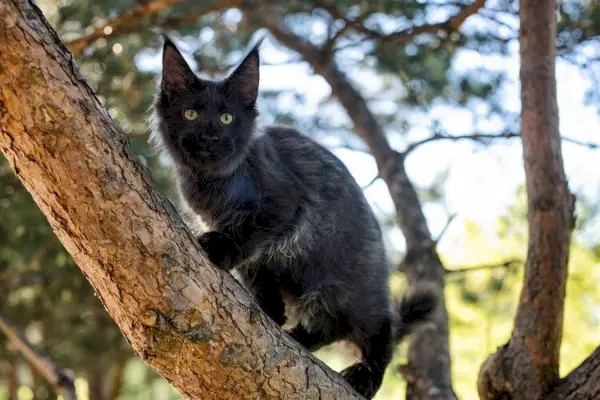 Ağaca tırmanan büyük siyah Maine Coon kedi yavrusu