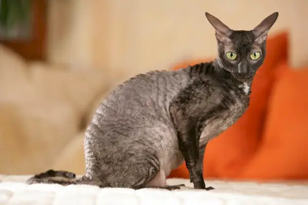 Cornish Rex kapalı mekanda oturuyor